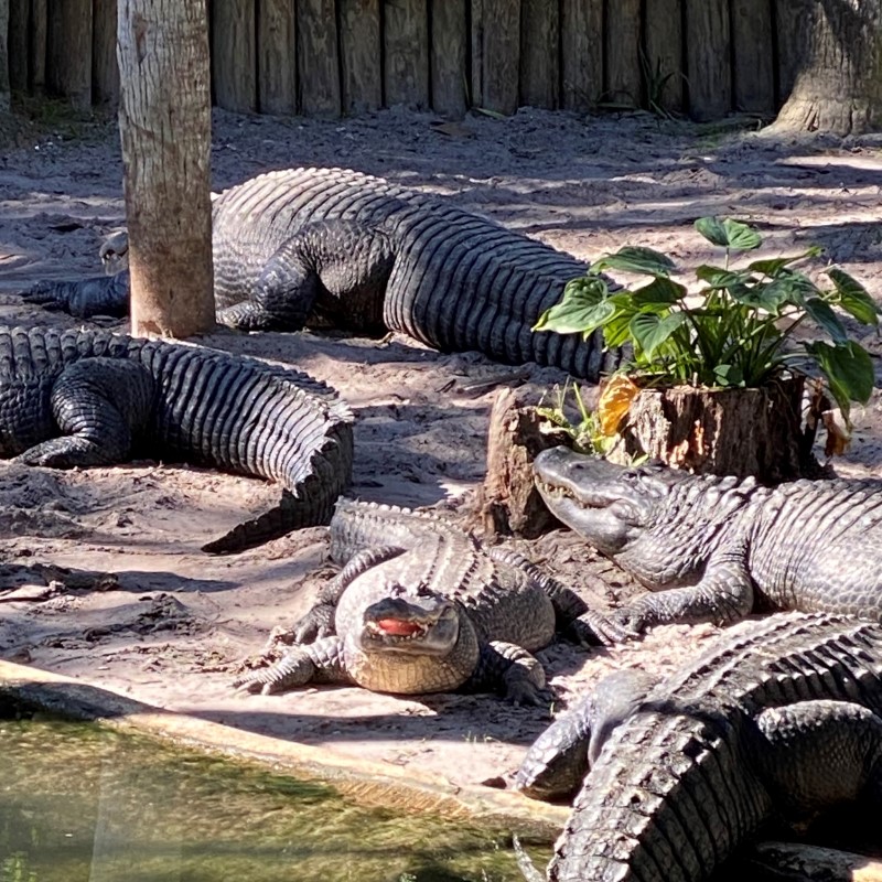 Alligator Farm 